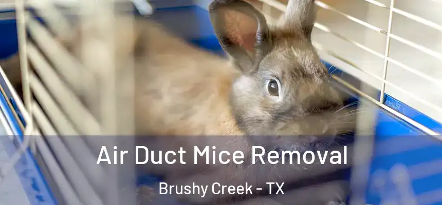  Air Duct Mice Removal Brushy Creek - TX