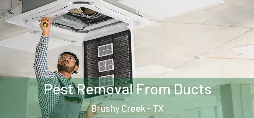  Pest Removal From Ducts Brushy Creek - TX